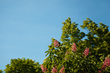 Fototapeta na wymiar Red blossoming chestnut tree flowers, hybrid aesculus pavia on blue sky background. Springtime blossom.