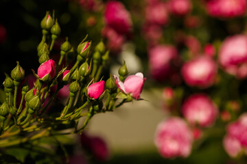 Green bush with beautiful pink rose flowers in sunlight. Springtime blossom concept.