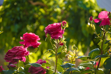 Green bush with beautiful pink rose flowers in sunlight. Springtime blossom concept.