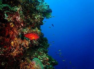 Colorful red Coral Grouper fish at the reef