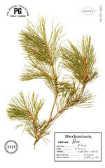 Pine tree branch with isolated - 486307632