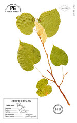 Linden tree branch with isolated - 486307633