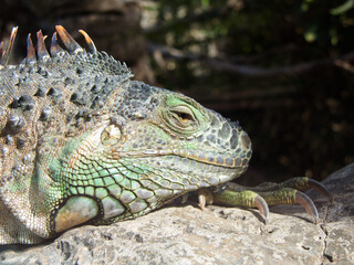 Leguan