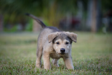 puppy in the grass and looking at the camera