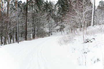 Obraz premium road in forest