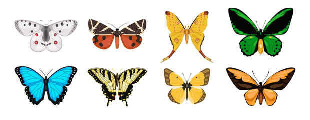 Set of lovely butterflies from different form on white background. Vector beautiful summer butterflies in cartoon style.