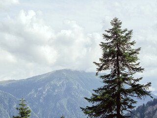 A tall thin green spruce against the background of a mountain range with a cloud descending to the top. Nature Reserve