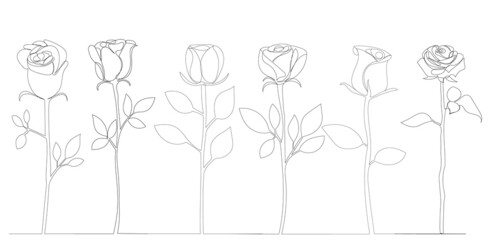 roses grow contour in one line, sketch vector