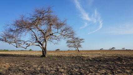 Obraz premium Dry savanna