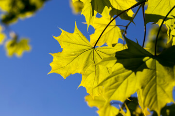 young green maple foliage in spring
