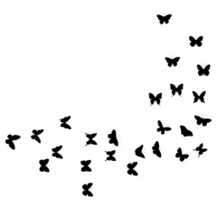 butterflies fly silhouette ,on white background, vector