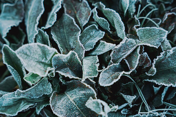 霜の降りた地面の葉