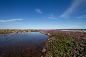 Beautiful arctic landscape in summer colours with pink flowers, blue skies and soft clouds, Arviat, Nunavut Canada