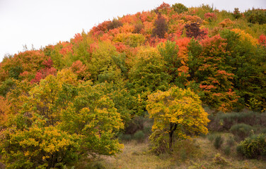 Autumn season lanscape with colorful trees and plants