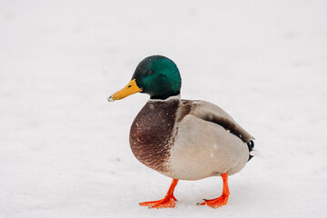duck in snow