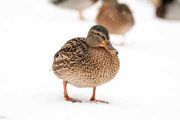 duck on snow
