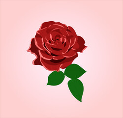Illustration of a beautiful rose isolated in vector