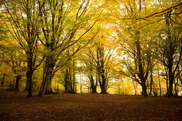 Autumn season lanscape with colorful trees and plants