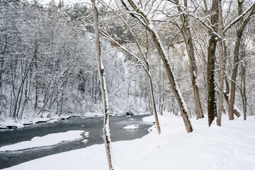 snow covered trees in winter near river