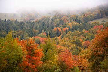 Autumn season lanscape with colorful trees and plants