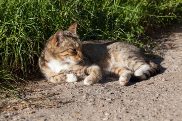 Obraz premium a homeless cat basks in the sunlight on the street