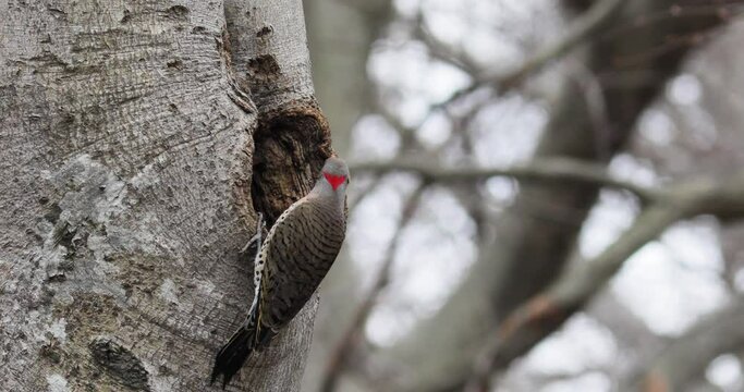northern flicker woodpecker on beech tree
