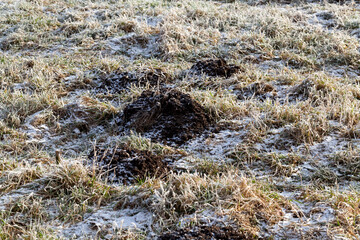 Obraz na płótnie Canvas a mole hole in frost in winter