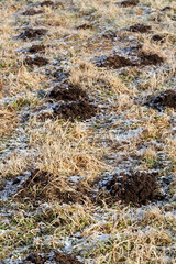 a mole hole in frost in winter