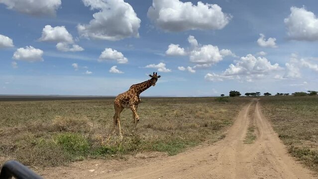 View from a safari jeep of a spotted giraffe in the Serengeti National Park. Safari in Tanzania, Africa.