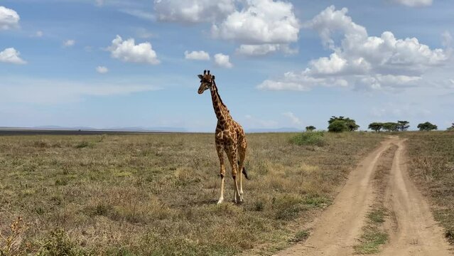 A beautiful tall spotted giraffe walks through the deserted field of the Serengeti National Park. Safari in Tanzania, Africa.