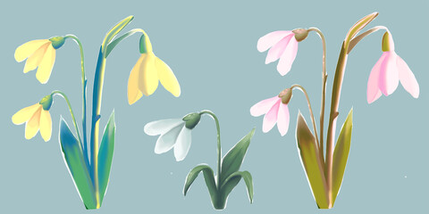 snowdrop flower set, first spring blooming flower, vector