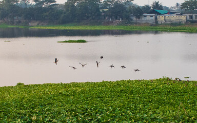 Migratory birds fly on the river in the winter seasons. This image was captured by me on January 31, 2022, from Kolatia, Bangladesh, South Asia