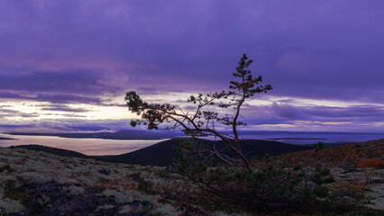 Fototapeta na wymiar A lone dwarf pine on a mountainside in the khibiny against the backdrop of a lake and clouds during sunset.