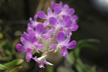 close up picture of a bunch of purple orchid flowers