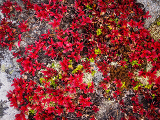 In autumn, a beautiful tundra carpet of various mosses in bright colors. Red, green and yellow plants on the rocks. closeup texture