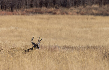 Buck Whitetail Deer in the Rut in Autumn in Colorado