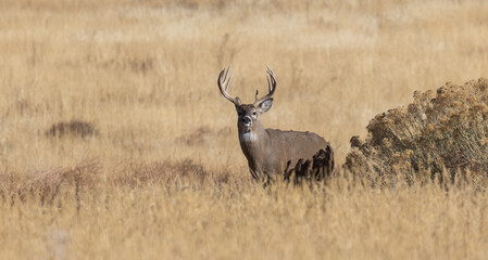 Buck Whitetail Deer in the Rut in Autumn in Colorado