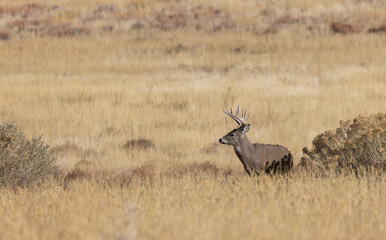 Buck Whitetail Deer in the Rut in Autumn in Colorado