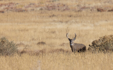 Buck Whitetail Deer in the Rut in Autumn in Colorado
