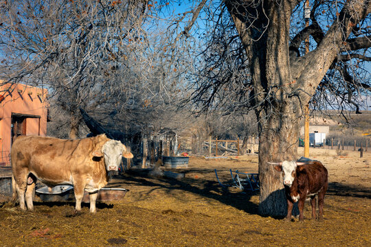 Cattle in the Yard