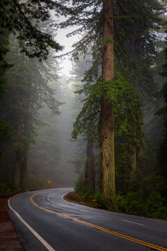 Redwood Highway