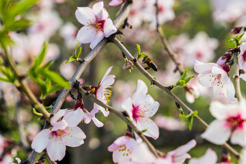 Naklejka na ściany i meble Bee flown towards the flower of the almond tree to collect the pollen