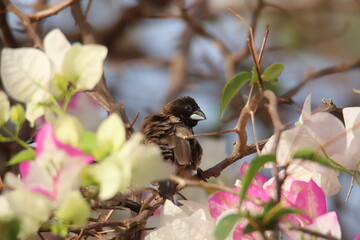 bird on a branch