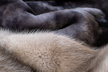 the texture of natural fur is gray