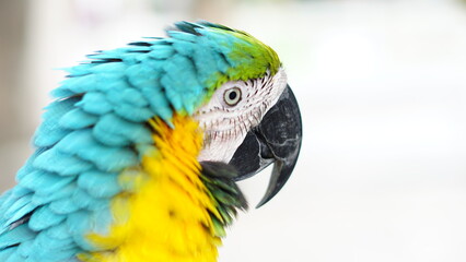Close up of beautiful blue and yellow macaw