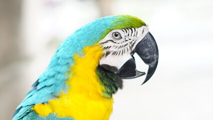 Close up of beautiful blue and yellow macaw