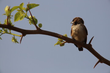 bird on a branch