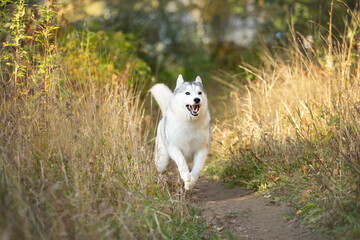 Obraz premium Cute silver and white siberian husky dog running in the fall forest at sunset