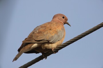 dove