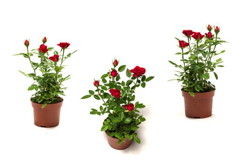 Fototapeta na wymiar Red roses in a pot isolated on white background.